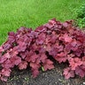 Heuchera X Lava Lamp Coral Bells