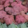 Heuchera X Lava Lamp Coral Bells
