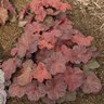 Heuchera X Lava Lamp Coral Bells