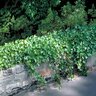 Hedera helix English Ivy 1 gal. Container