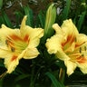 Hemerocallis X Black Eyed Stella Daylily 1 gal. Container