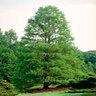Taxodium Distichum Bald Cypress 8 in. Caliper Ball and Burlap