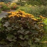 Ligularia Dentata Britt-Marie Crawford Leopard Plant 2 gal. Container