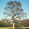 Taxodium Distichum Bald Cypress 8 in. Caliper Ball and Burlap