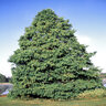 Taxodium Distichum Bald Cypress 8 in. Caliper Ball and Burlap