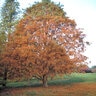Taxodium Distichum Bald Cypress 8 in. Caliper Ball and Burlap