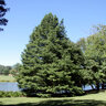 Taxodium Distichum Bald Cypress 8 in. Caliper Ball and Burlap