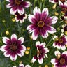 Coreopsis X Satin & Lace Berry Chiffon Tickseed