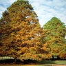 Taxodium Distichum Bald Cypress 8 in. Caliper Ball and Burlap