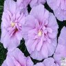 Hibiscus syriacus Color Choice Lavender Chiffon Proven Winners Rose of Sharon Tree Form Standard 7 gal. Container