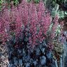 Heuchera X Vesuvius Coral Bells