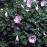 Hibiscus Moscheutos Disco Belle Pink Rose Mallow 1 gal. Container