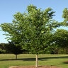 Ulmus Americana Princeton American Elm 8 in. Caliper Ball and Burlap