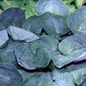 Hosta Big Daddy Plantain Lily 2 gal. Container