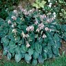 Hosta Blue Cadet Plantain Lily 1 gal. Container