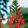 Lobelia Cardinalis Queen Victoria Cardinal Flower 1 gal. Container