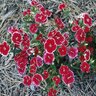 Dianthus Chinensis X Barbatus Telstar Mixture Sweet William SP4 Container