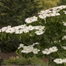 Cornus X Rutgersensis Hyperion Dogwood 15 gal. Container