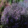 Aster Laevis Bluebird Aster SP4 Container