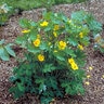 Stylophorum Diphyllum Celandine Poppy