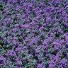 Caryopteris X Clandonensis Bluebeard SP4 Container