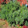 Ilex Glabra Inkberry Holly 15 gal. Container