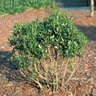 Ilex Glabra Inkberry Holly 15 gal. Container