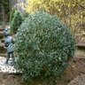 Ilex Glabra Inkberry Holly 15 gal. Container