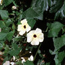 Thunbergia Alata Black-Eyed Susan Vine 1 gal. Container