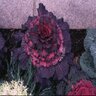Brassica Oleracea Osaka Red Ornamental Cabbage 1 gal. Container
