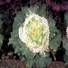 Brassica Oleracea Osaka White Ornamental Cabbage 1 gal. Container