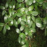 Osmanthus X Fortunei Fruitlandii Tea Olive 6 ft. Height Ball and Burlap
