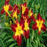 Hemerocallis X Rainbow Rhythm Ruby Spider Proven Winners Daylily 2 gal. Container