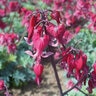 Dicentra X Burning Hearts Bleeding Heart