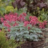 Dicentra X Burning Hearts Bleeding Heart