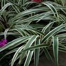 Dianella Tasmanica Variegata Flax Lily 5 gal. Container