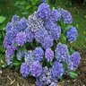 Hydrangea Macrophylla Cityline Venice Raven Venice Proven Winners Big Leaf Hydrangea 3 gal. Container