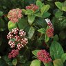 Viburnum Tinus Lisarose Shades of Pink Laurustinus 7 gal. Container