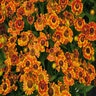 Helenium Autumnale Mariachi Fuego Sneezeweed 2 gal. Container