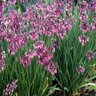 Allium Cernuum Nodding Onion SP4 Container