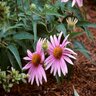 Echinacea Purpurea Magnus Coneflower 3 gal. Container