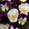 Viola X Wittrockiana Cool Wave Mixture Spreading Pansy