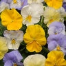 Viola X Wittrockiana Cool Wave Mixture Spreading Pansy