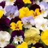 Viola X Wittrockiana Cool Wave Mixture Spreading Pansy