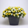 Viola X Wittrockiana Cool Wave Mixture Spreading Pansy