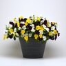 Viola X Wittrockiana Cool Wave Mixture Spreading Pansy