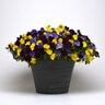 Viola X Wittrockiana Cool Wave Mixture Spreading Pansy