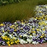 Viola X Wittrockiana Cool Wave Mixture Spreading Pansy