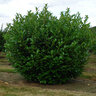 Prunus Caroliniana Compacta Cherry Laurel 8 ft. Height Ball and Burlap