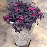 Loropetalum Chinense Color Choice Beni Hime Jazz Hands Mini Proven Winners Fringe Flower 3 gal. Container